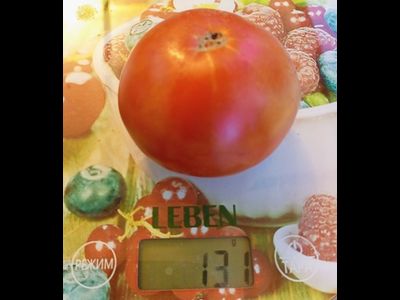 Томат Весенние заморозки