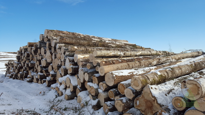 Бревна пиловочные лиственных пород (осина) ГОСТ 9462-88, 22299-76Э