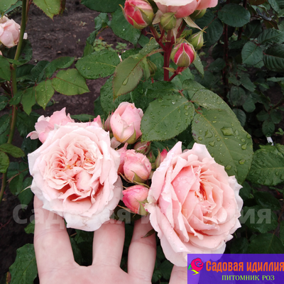 Поль Бокюз (Poul Bocuse)