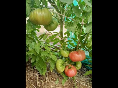 Томат Сладкая свекла (Dulcea de Fagaras), Италия