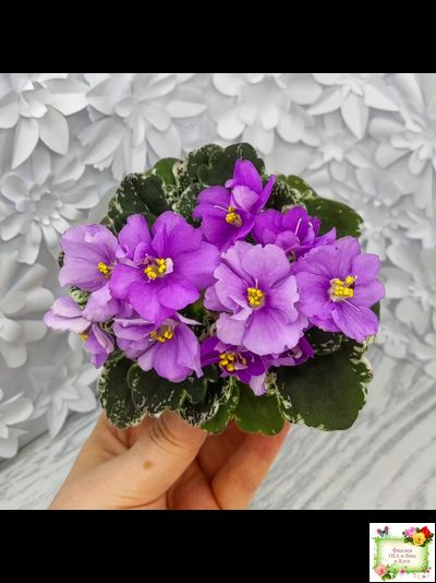 Sky Jems (Johnson) (лист посажен 29.01.26)