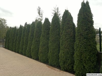 Туя Колумна - Columna