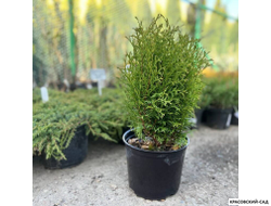 Туя Хозери - Hoseri