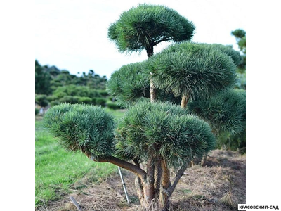 Ниваки - Бонсай садовый сосна Ватерери - Watereri