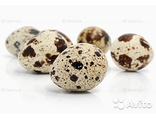 Яйцо перепелиное инкубационное порода Маньчжурский золотистый