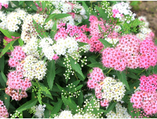 Спирея японская Широбана  горш.С3л  3-х летка