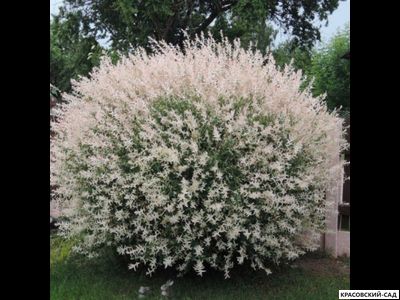 Ива Хакура-Нишики - Hakuro Nishiki