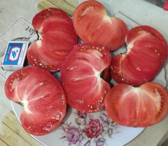 Семена томата Винзал