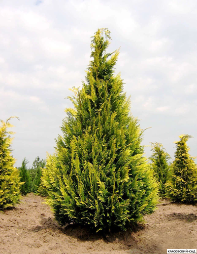 Кипарисовик Лавсона Ивон - Chamaecyparis Lawsoniana Ivonne