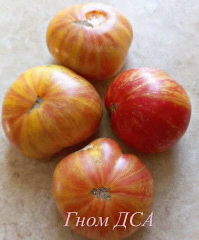 Томат Гном ДСА (Dwarf DSA), США