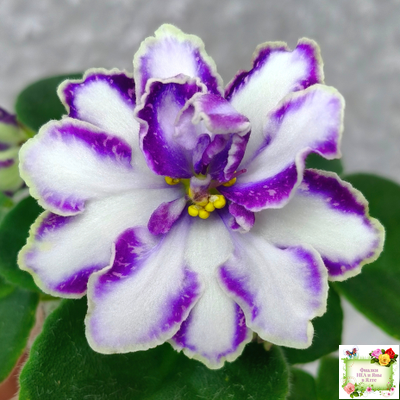 ЮШ-Надюша (И. Волкова) химера