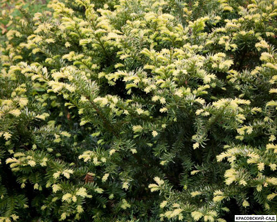 Тис ягодный Элегантиссима - Elegantissima