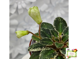 Н-Капелька (Н. Бердникова)