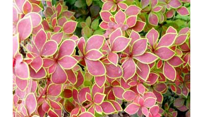 Барбарис Тунберга Coronita