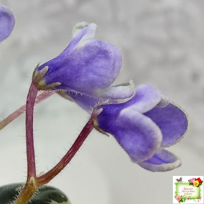 Н-Лесной Родник (Н. Бердникова) 2015 (детка-стартер)