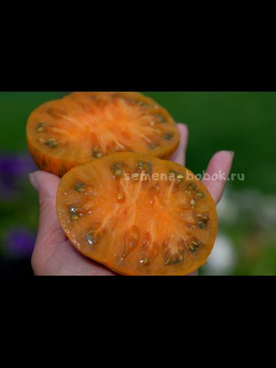 Томат Jipaulia (Джипаулия), 10 шт