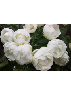 Вайт Морсдаг (White Morsdag)