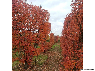 Топиар клён Гиннала в форме шпалеры