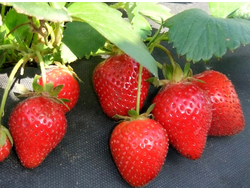 Земляника садовая Фурор, p9