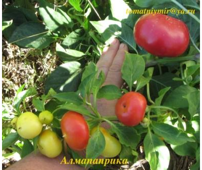 Перец острый Алма паприка (Яблочный перец, Alma Paprika)