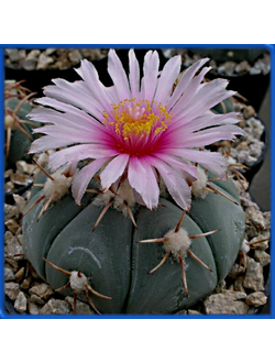 Echinocactus horizonthalonius KMR 222