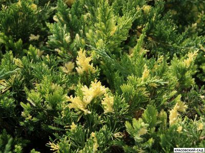 Можжевельник Экспанза Варигата - Expansa Variegata
