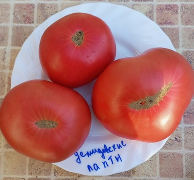 Томат Демидовские лапти