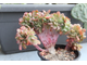 Echeveria Briar Rose Cristata