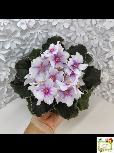 Dn-Love Time (Д. Денисенко) 2021 г.