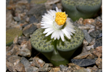 Lithops fulviceps ‘aurea’ C363 
 