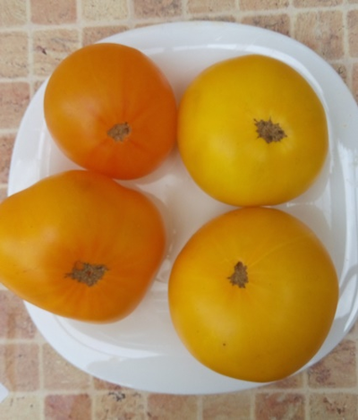 Томат Гном Золотой цыган, (Dwarf Golden Gypsy, Голден Джипси)