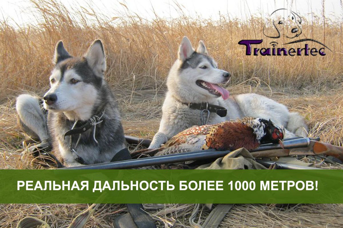 охотничьи собаки с электронным ошейником Trainertec DT 3200