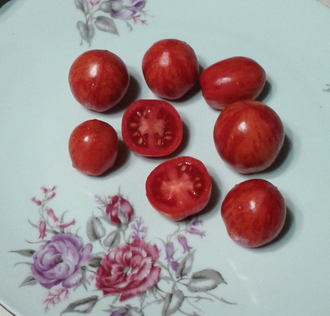 Семена томата Бонте Тигрет, Гном