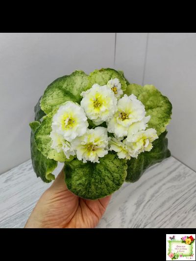 ЛЕ-Золото Нибелунгов Голд  (Е. Лебецкая) 2020 г. (лист укоренённый)