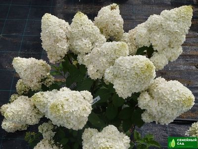 Гортензия метельчатая &quot;Diamantino&quot; (Диамантино)