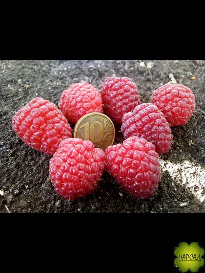 МАЛИНА ШАПКА МОНОМАХА (ремонтантная, как деревце)