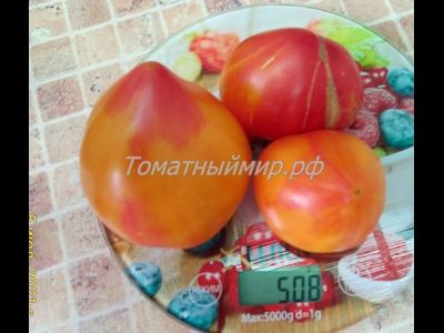 Томат Полуночное солнце (Midnight Sun)