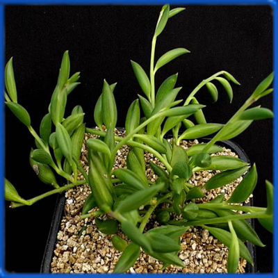Senecio radicans