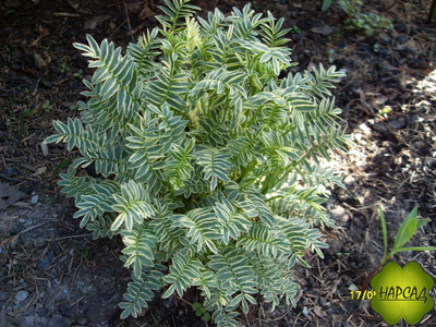 Синюха пестролистная "Брайс де Анжу"