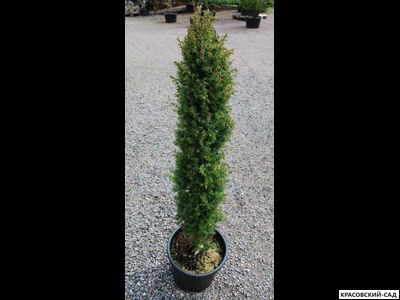 Можжевельник обыкновенный Суэцика