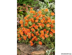 Лапчатка кустарниковая Ред Эйс Купить Саженцы в Москве