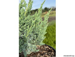 Можжевельник чешуйчатый Мейери Компакта купить с доставкой по Москве в питомнике красовский-сад.рф