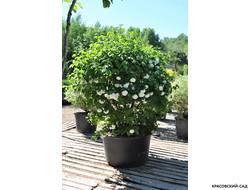 Топиар калина Розеум в форме шара - Roseum