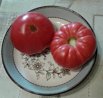 Семена томата Дакоста португальская