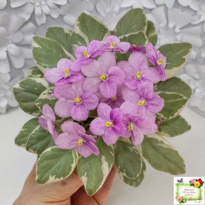 Rob's Lucky Ducky (R.Robinson) листовая химера (стартер сорт)