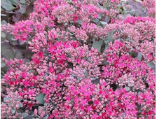 Очиток (седум) Лидакензе, ЗКС