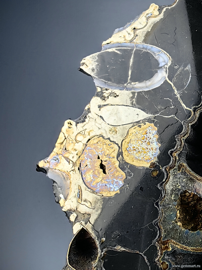 Аммонит, пирит, кальцит, полированный срез. С подставкой. Россия. 215*215*25мм