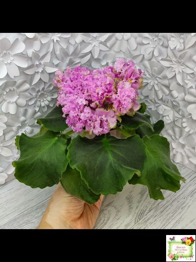 НД-Розовая Скумпия (Н. Данилова-Суворова) 2022 г.