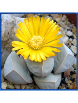 Lapidaria margaretae
