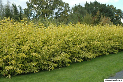 Дерен Ауреа - Aurea